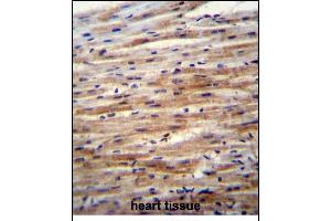 SFRP2 Antibody (C-term) (ABIN6243546 and ABIN6577328) immunohistochemistry analysis in formalin fixed and paraffin embedded human heart tissue followed by peroxidase conjugation of the secondary antibody and DAB staining.