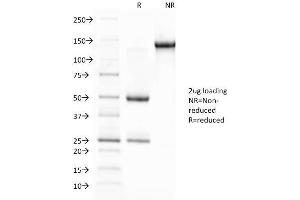 SDS-PAGE Analysis Purified Glycophorin A Mouse Monoclonal Antibody (JC159). (CD235a/GYPA antibody)