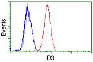 Image no. 1 for anti-Inhibitor of DNA Binding 3, Dominant Negative Helix-Loop-Helix Protein (ID3) antibody (ABIN1498780) (ID3 antibody)