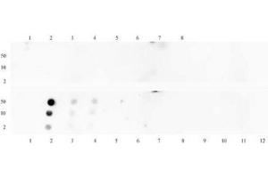 Histone H3 monomethyl Lys18 pAb tested by dot blot analysis. (Histone 3 antibody  (meLys18))