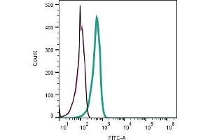 Cell surface detection of P2X5 Receptor by indirect flow cytometry in live intact mouse WEHI B-cell lymphoma cell line: + goat-anti-rabbit-FITC.