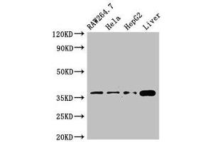 Western Blot Positive WB detected in: RAW264. (CDX4 antibody  (AA 16-174))