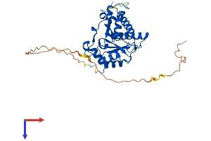 MACRO Domain Containing 1 (MACROD1) (AA 1-325) protein (His tag)