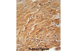 CCL21 Antibody (Center) immunohistochemistry analysis in formalin fixed and paraffin embedded mouse heart tissue followed by peroxidase conjugation of the secondary antibody and DAB staining. (CCL21 antibody  (Middle Region))