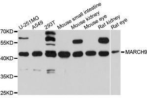 Western blot analysis of extracts of various cell lines, using MARCH9 antibody (ABIN4904307) at 1:1000 dilution. (MARCH9 antibody)