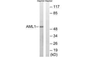 Western blot analysis of extracts from HepG2 cells, treated with PMA (125 ng/mL, 30 mins), using AML1 (Ab-435) antibody. (RUNX1 antibody  (Ser435))