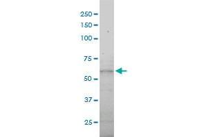 DNAI2 monoclonal antibody (M01), clone 1C8 Western Blot analysis of DNAI2 expression in A-431 . (DNAI2 antibody  (AA 1-593))