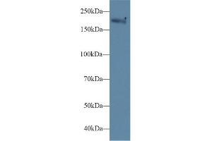 MYH1 antibody  (AA 1585-1642)