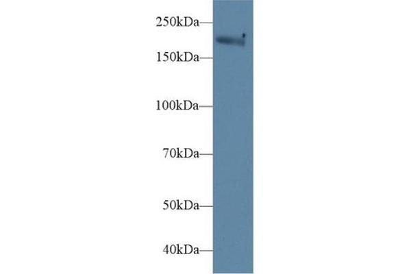 MYH1 antibody  (AA 1585-1642)