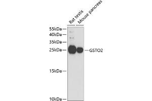 Western blot analysis of extracts of various cell lines, using GSTO2 antibody (ABIN6131725, ABIN6141477, ABIN6141479 and ABIN6221455) at 1:1000 dilution. (GSTO2 antibody  (AA 124-243))