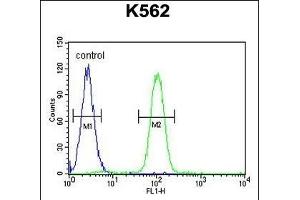SP1 Antibody (C-term ) (ABIN655398 and ABIN2844945) flow cytometric analysis of K562 cells (right histogram) compared to a negative control cell (left histogram). (SP1 antibody  (C-Term))