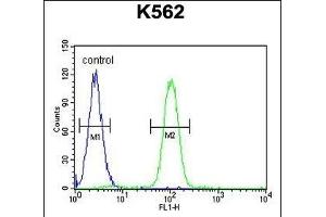 SP1 Antibody (C-term ) (ABIN655398 and ABIN2844945) flow cytometric analysis of K562 cells (right histogram) compared to a negative control cell (left histogram). (SP1 antibody  (C-Term))