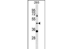 ZNF2 Antibody (N-term) (ABIN1539607 and ABIN2849089) western blot analysis in 293 cell line lysates (35 μg/lane). (ZNF2 antibody  (N-Term))