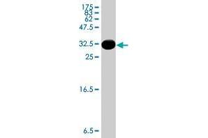 Western Blot detection against Immunogen (37 KDa) . (AHRR antibody  (AA 617-715))