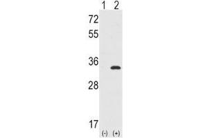 Western blot analysis of CDC2 antibody and 293 cell lysate either nontransfected (Lane 1) or transiently transfected with the CDC2 gene (2).