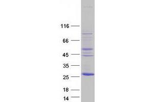 Validation with Western Blot (NKIRAS2 Protein (Transcript Variant 3) (Myc-DYKDDDDK Tag))