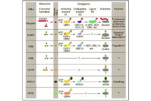 Conjugation pathways for ubiquitin and ubiquitin-like modifiers (UBLs). (Cullin 7 antibody  (C-Term))