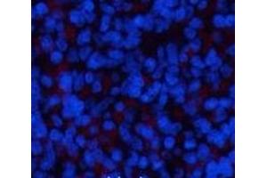 Immunofluorescence analysis of Rat spleen tissue using ERK 1 Monoclonal Antibody at dilution of 1:200. (ERK1 antibody)