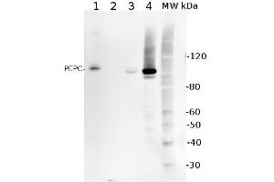 5ug of total protein from (1) Arabidopsis thaliana leaf extracted with Protein ExtrationBuffer, PEB , (2) Spinacia oleracea total cell, extracted with PEB, (3)Hordeum vulgare total cell extracted with PEB, (4) Zea mays total cell extracted withPEB, were separated on 4-12% NuPage (Invitrogen) LDS-PAGE and blotted 1h toPVDF. (PCK1 antibody)