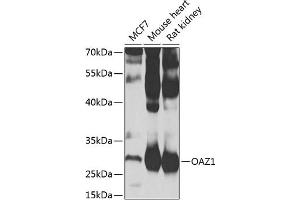 Western blot analysis of extracts of various cell lines, using O antibody (ABIN6128394, ABIN6144987, ABIN6144988 and ABIN6223321) at 1:1000 dilution. (OAZ1 antibody  (AA 1-68))