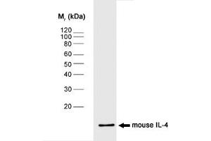 Image no. 1 for anti-Interleukin 4 (IL4) antibody (ABIN217614) (IL-4 antibody)