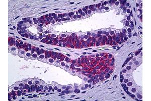 Anti-PPP3CC antibody IHC of human prostate. (PPP3CC antibody  (N-Term))