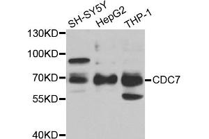 Western blot analysis of extracts of various cell lines, using CDC7 antibody (ABIN5973364) at 1/1000 dilution. (CDC7 antibody)