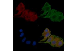 ABIN6257859 and ABIN6275939 staining Hela cells(24h of starvation treatment) by IF/ICC. (OPN3 antibody  (Internal Region))