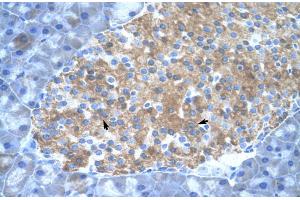 Mouse Pancreas (PIAS2 antibody  (C-Term))