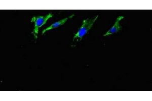 Immunofluorescent analysis of Hela cells using ABIN7144489 at dilution of 1:100 and Alexa Fluor 488-congugated AffiniPure Goat Anti-Rabbit IgG(H+L) (APP antibody)