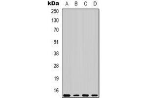 Western blot analysis of COX4-1 expression in Hela (A), NIH3T3 (B), mouse brain (C), rat brain (D) whole cell lysates. (COX IV antibody)
