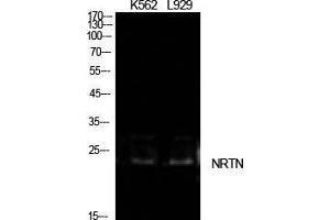 Western Blot (WB) analysis of K562, L929 cells using NTN Polyclonal Antibody. (Neurturin antibody  (Internal Region))