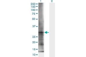 Western Blot analysis of ELA3B expression in transfected 293T cell line by ELA3B monoclonal antibody (M06), clone 3H3. (Elastase 3B antibody  (AA 19-270))
