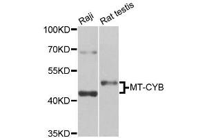 Western blot analysis of extracts of various cell lines, using MT-CYB antibody (ABIN5996506) at 1/1000 dilution. (Cytochrome b antibody)