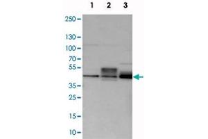 Western blot analysis of cell lysates with MAFB polyclonal antibody  at 1:250-1:500 dilution. (MAFB antibody)
