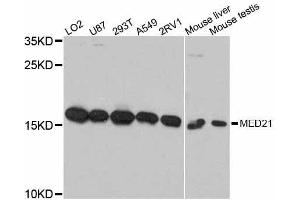 Western blot analysis of extracts of various cell lines, using MED21 antibody. (MED21 antibody  (AA 1-144))