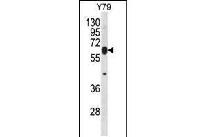 Western blot analysis in Y79 cell line lysates (35ug/lane). (RNF180 antibody  (C-Term))