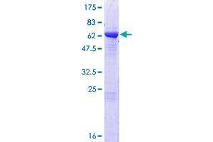 Chromosome 8 Open Reading Frame 76 (C8orf76) (AA 1-380) protein (GST tag)