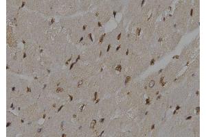 ABIN6276500 at 1/100 staining Mouse heart tissue by IHC-P. (UBE2K antibody  (C-Term))