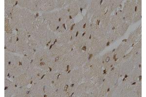 ABIN6276500 at 1/100 staining Mouse heart tissue by IHC-P. (UBE2K antibody  (C-Term))