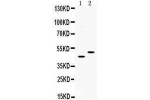 Observed bind size: 45, 50KD (SLC10A1 antibody  (C-Term))