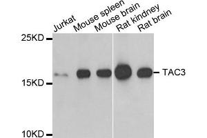 Western Blotting (WB) image for anti-Tachykinin 3 (TAC3) antibody (ABIN1980328) (Tachykinin 3 antibody)
