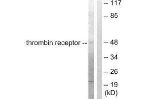 Western Blotting (WB) image for anti-Coagulation Factor II (thrombin) Receptor (F2R) (N-Term) antibody (ABIN1848803) (PAR1 antibody  (N-Term))