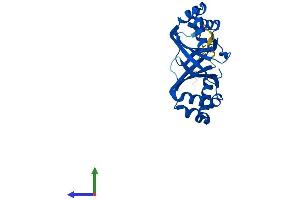 Protein Structure (PS) image for Nipsnap Homolog 3B (NIPSNAP3B) (AA 1-247) protein (His tag) (ABIN7560533)