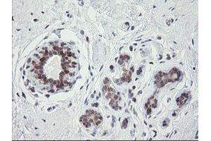 Image no. 10 for anti-Golgin, RAB6-Interacting (GORAB) (AA 35-394) antibody (ABIN1491441)