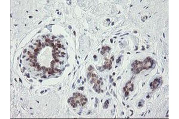 GORAB antibody  (AA 35-394)