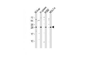 All lanes : Anti-SLA2 Antibody (Center) at 1:2000 dilution Lane 1: mouse liver lysates Lane 2: human spleen lysates Lane 3: K562 whole cell lysates Lane 4: MOLT-4 whole cell lysates Lysates/proteins at 20 μg per lane. (SLAP2 antibody  (AA 138-169))