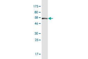 Western Blotting (WB) image for anti-14-3-3 zeta (YWHAZ) (AA 1-245) antibody (ABIN948632)