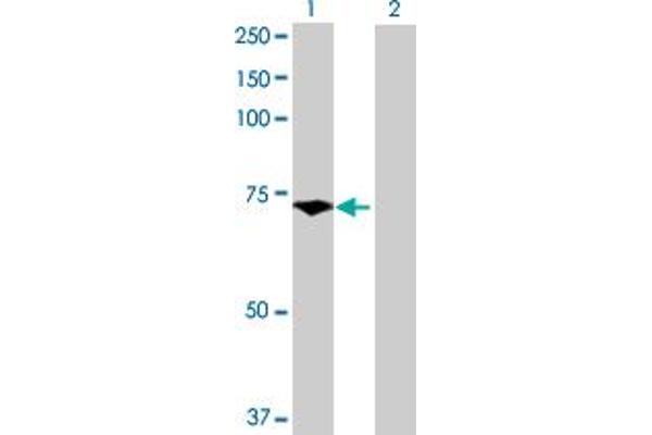 PES1 antibody  (AA 1-588)