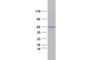 Validation with Western Blot